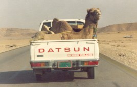 camel_in_truck